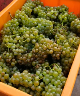 STUDIO OLIVER JAUSLIN