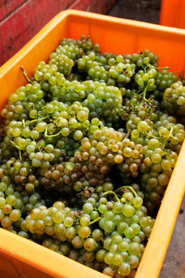 STUDIO OLIVER JAUSLIN